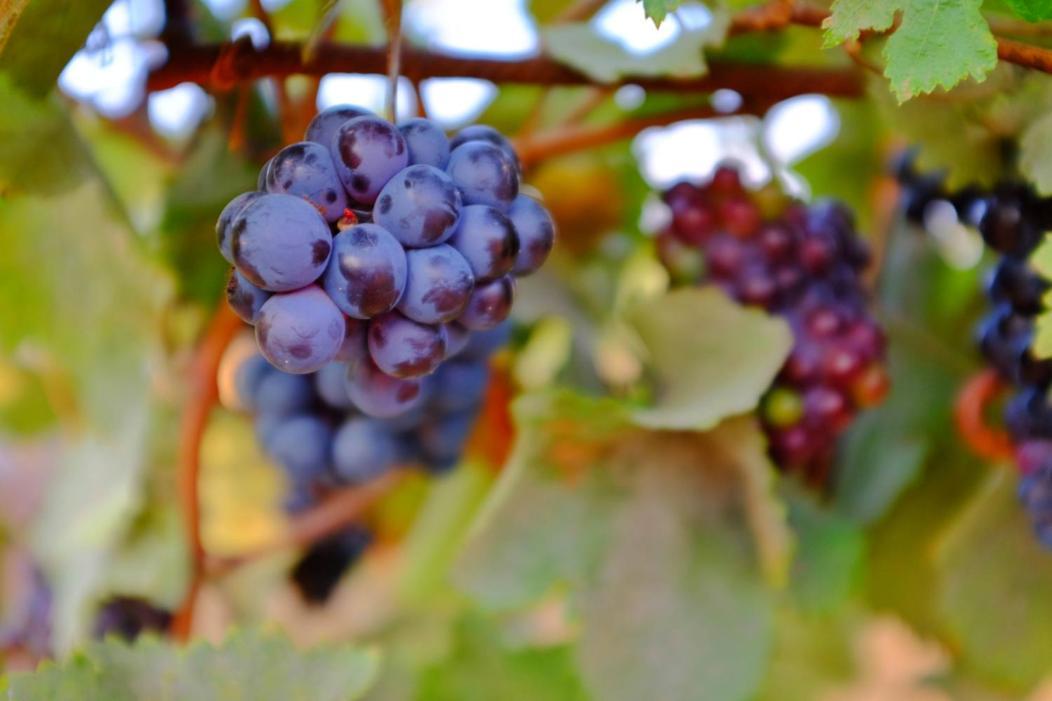 Vineyard Country House With Panoramic Seaview Alexandroupoli Esterno foto