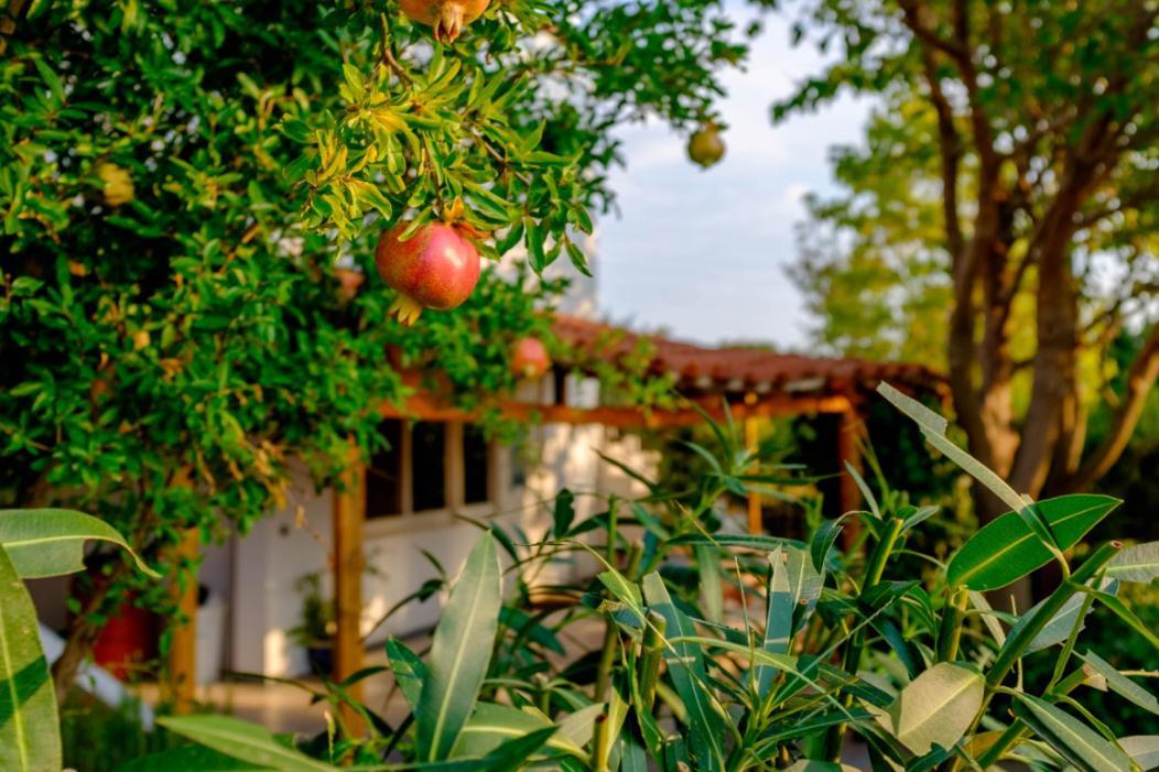 Vineyard Country House With Panoramic Seaview Alexandroupoli Esterno foto